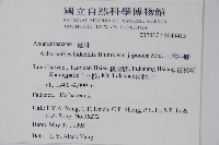 日本牛膝藏品圖，第2張