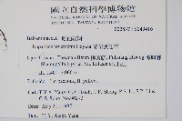 黃花鳳仙花藏品圖，第2張