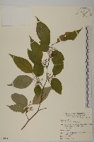 佩羅特木藏品圖，第1張