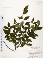 賊仔樹藏品圖，第1張