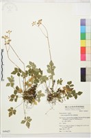 五葉黃連藏品圖，第1張