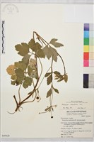 鉤柱毛茛藏品圖，第1張