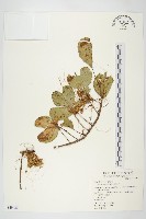 菟絲子藏品圖，第1張