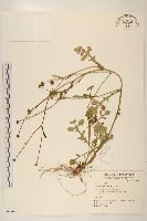 矮菊藏品圖，第1張