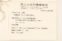 矮菊藏品圖，第2張