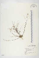 玉山筷子芥藏品圖，第1張