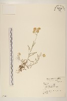 鼠麴舅藏品圖，第1張