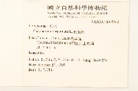 鼠麴舅藏品圖，第2張