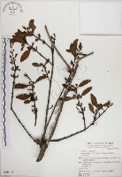 高氏桑寄生藏品圖，第1張