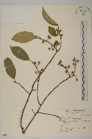 光果南蛇藤藏品圖，第1張