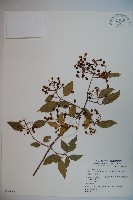 狹葉莢迷藏品圖，第1張