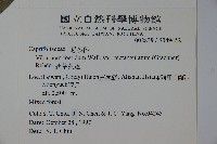 狹葉莢迷藏品圖，第2張