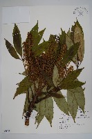 臺灣鵝掌柴藏品圖，第1張