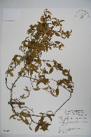 狹葉莢迷藏品圖，第1張