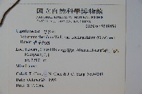 狹葉莢迷藏品圖，第2張