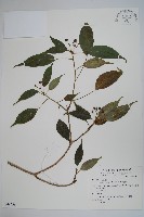 臺灣樹參藏品圖，第1張