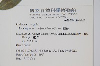 臺灣樹參藏品圖，第2張