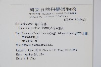 紫花鳳仙花藏品圖，第2張