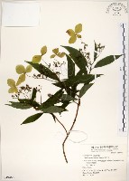 華八仙藏品圖，第1張