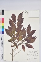 南燭藏品圖，第1張