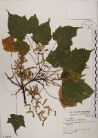 臺灣紅榨槭藏品圖，第1張