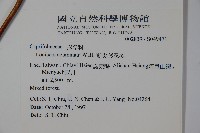 阿里山忍冬、漸尖葉忍冬藏品圖，第2張