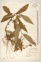 黃菀藏品圖，第1張