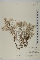 玉山抱莖籟簫藏品圖，第1張