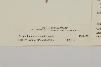 玉山抱莖籟簫藏品圖，第3張