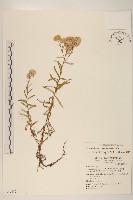 秋鼠麴草藏品圖，第1張