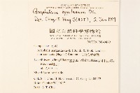 秋鼠麴草藏品圖，第2張