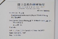 曲莖馬藍藏品圖，第2張