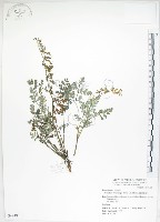 彎果黃菫藏品圖，第1張