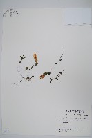 翅柄馬藍藏品圖，第1張