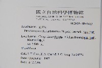 翅柄馬藍藏品圖，第2張