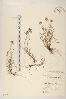 細葉鼠麴草藏品圖，第1張