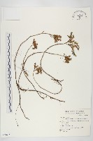 杉葉佛甲草藏品圖，第1張