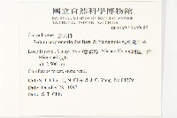 杉葉佛甲草藏品圖，第2張