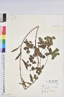 登錄號:S049505藏品圖，第1張
