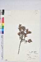 登錄號:S049507藏品圖，第1張