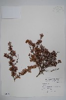 金花小檗藏品圖，第1張