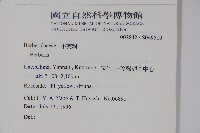 金花小檗藏品圖，第2張