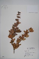 粉葉小檗藏品圖，第1張