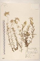 火絨草藏品圖，第1張