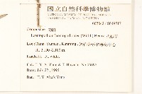 火絨草藏品圖，第2張