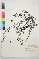 登錄號:S049519藏品圖，第1張