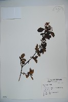 登錄號:S049520藏品圖，第1張