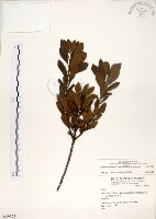 青楊梅藏品圖，第1張