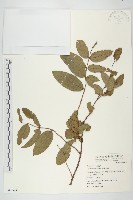 馬桑藏品圖，第1張