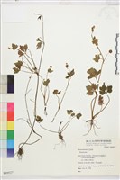 登錄號:S049527藏品圖，第1張